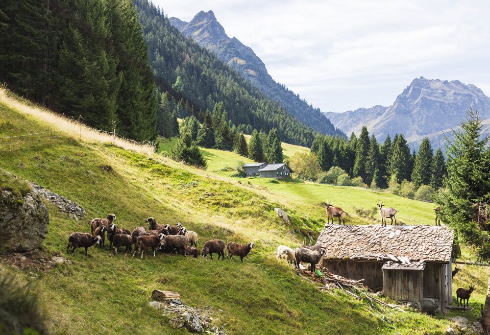 Montafoner Steinschaf - Silvretta Montafon | © Silvretta Montafon - Christian Hirschmann Montafoner Steinschafe und Ziegen stehen neben und auf einer Hütte in den Montafoner Bergen | © Silvretta Montafon - Christian Hirschmann