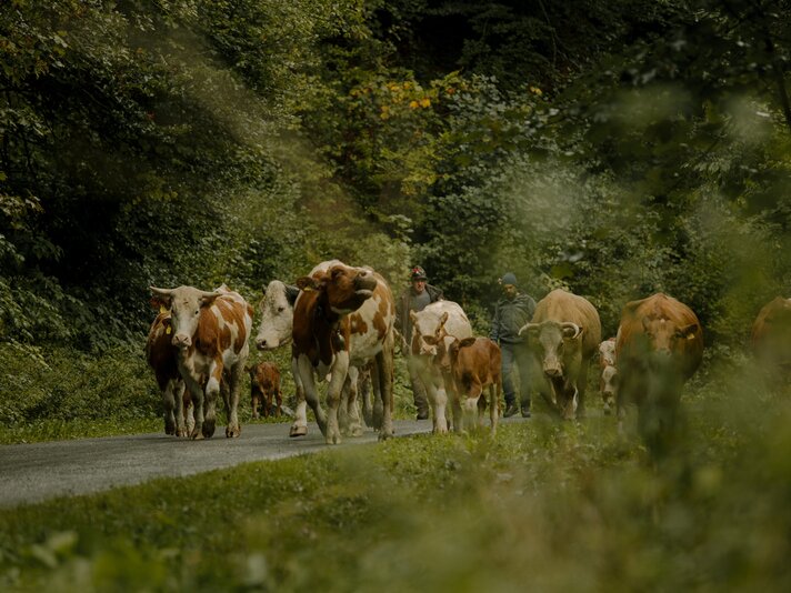 Cleanupdays Montafon - Silvretta Montafon  | © Silvretta Montafon - Lena Everding  Eine Herde Kühe eng beisammen in der Silvretta Montafon  | © Silvretta Montafon - Lena Everding