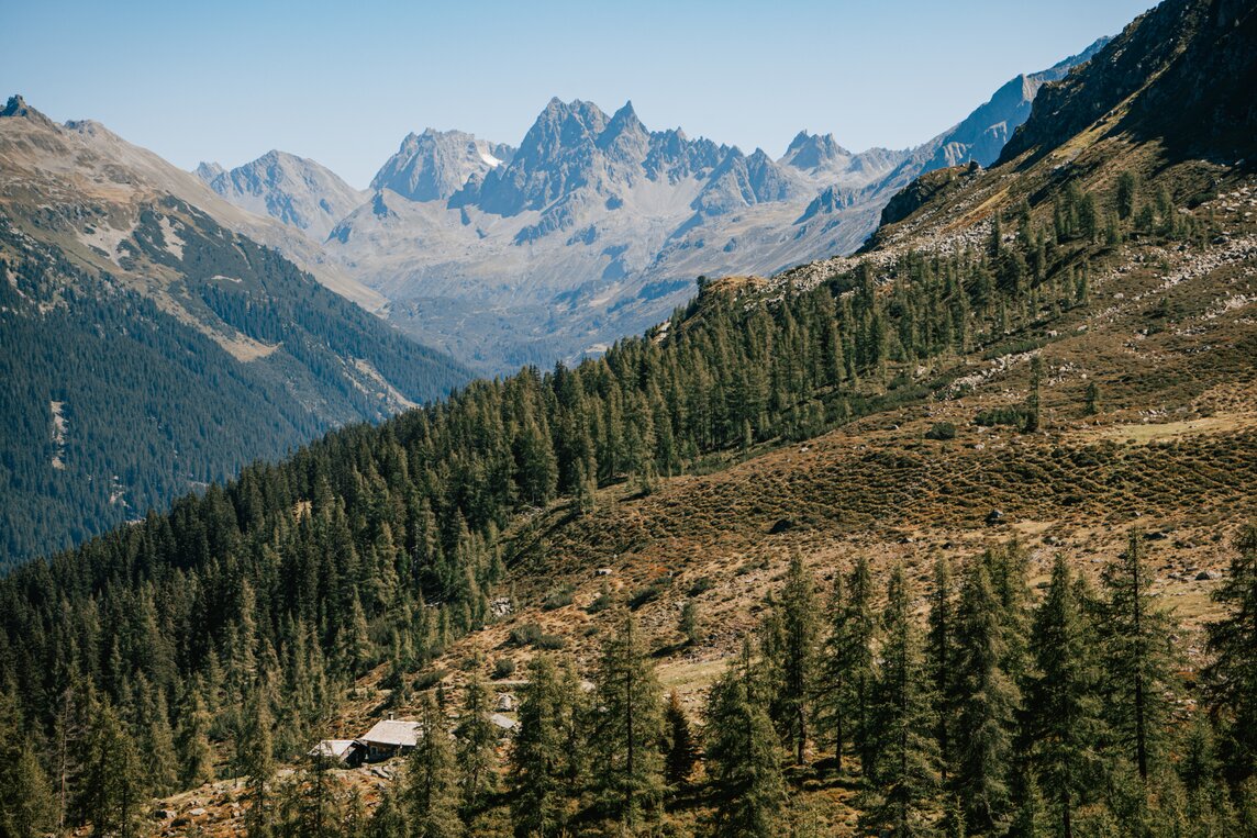 Alpgues - Silvretta Montafon  | © Silvretta Montafon - Vanessa Strauch  Berglandschaft mit Bäumen in der Silvretta Montafon  | © Silvretta Montafon - Vanessa Strauch