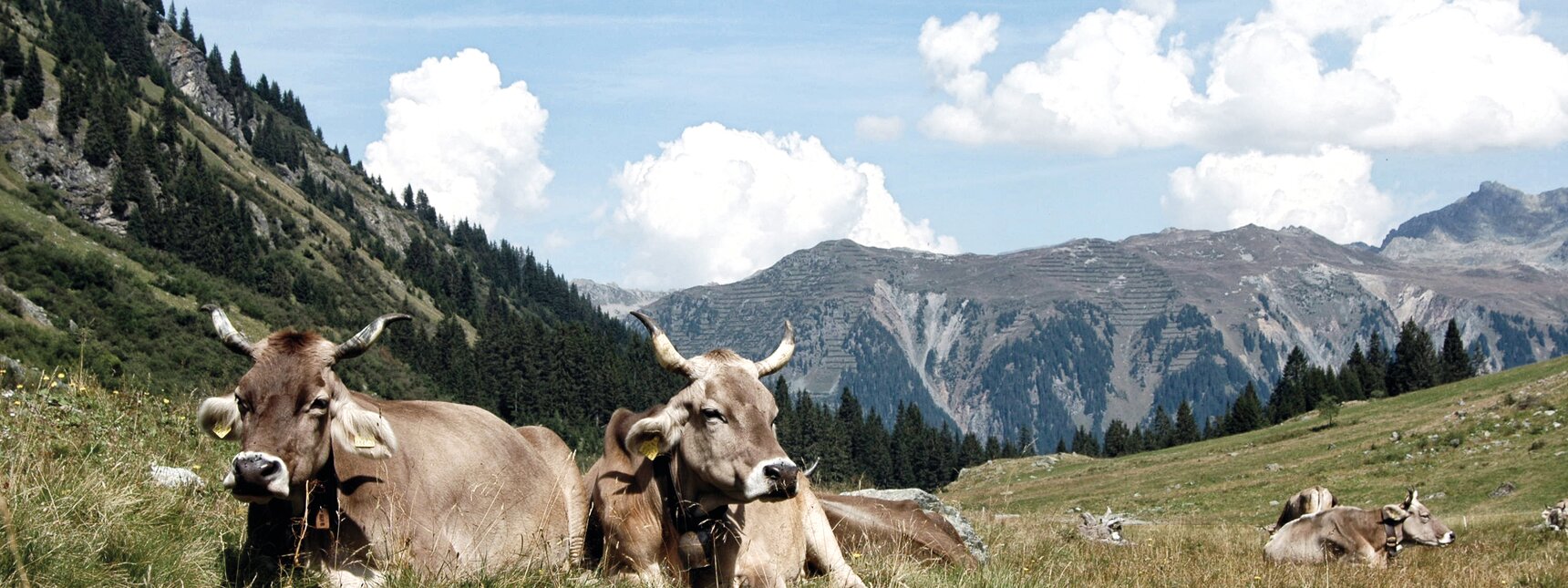 Kühe sitzen auf einer Wiese und genießen die Sonne | © Silvretta Montafon